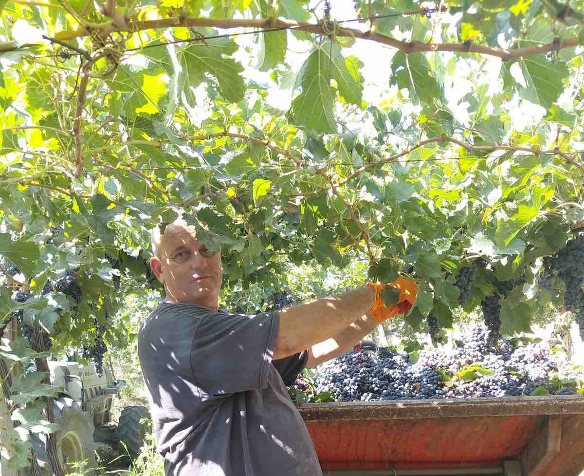 vignaioli molisani