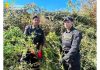 Campobasso, sequestrate 650 piante di marijuana: doppio intervento della GdF piante sequestrate
