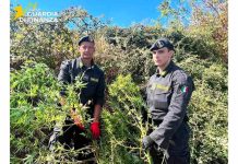 Campobasso, sequestrate 650 piante di marijuana: doppio intervento della GdF piante sequestrate