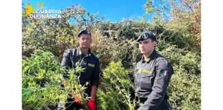 Campobasso, sequestrate 650 piante di marijuana: doppio intervento della GdF piante sequestrate