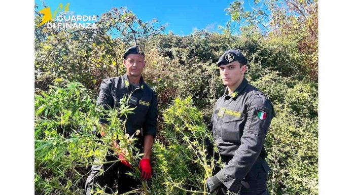 Campobasso, sequestrate 650 piante di marijuana: doppio intervento della GdF piante sequestrate