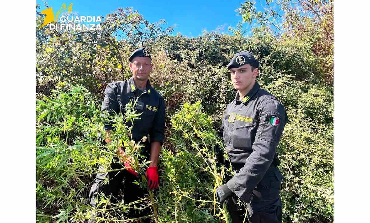 piante sequestrate