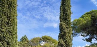 Due meli per Alessio e Simone Gentile: il ricordo che mette radici a Festambiente cerimonia legambiente meli