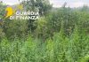 piantagione marijuana