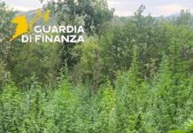 Maxi piantagione di marijuana scoperta a Salcito piantagione marijuana