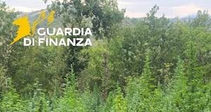 piantagione marijuana