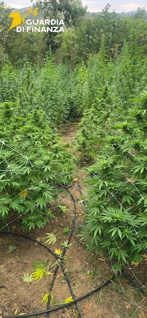 piantagione marijuana