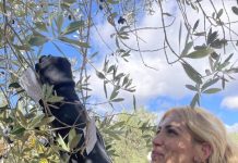 Libri tra gli Ulivi, il festival di Campobasso chiude puntando sui giovani protagonisti della cultura raccolta olivi
